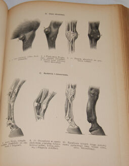 ENCYKLOPEDYA ROLNICZA wyd. 1890r. 11 wol. [komplet] - 10