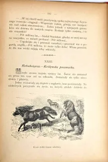 [FANTASTYKA] MAJEWSKI - PROFESOR PRZEDPOTOPOWICZ. Dzieło ozdobione 140-ma rysunkami - 4