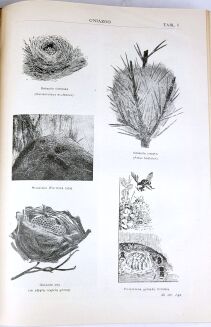 Encyklopedja Powszechna ULTIMA THULE T.I-IX [komplet w 9 wol. w futerałach] mapy, rysunki, tablice - 14