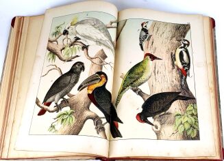 SCHUBERT- HISTORJA NATURALNA PTAKÓW wyd. 1900 tablice - 8