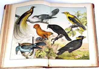 SCHUBERT- HISTORJA NATURALNA PTAKÓW wyd. 1900 tablice - 10