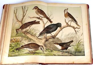 SCHUBERT- HISTORJA NATURALNA PTAKÓW wyd. 1900 tablice - 11