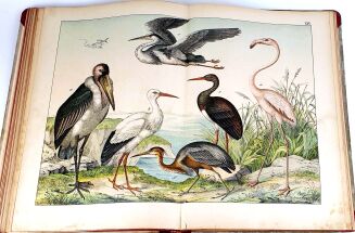 SCHUBERT- HISTORJA NATURALNA PTAKÓW wyd. 1900 tablice - 15