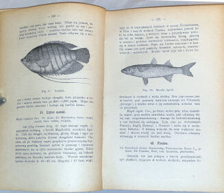 SIKORSKI - GOSPODARSTWO RYBNE wyd. 1899 dedykacja Autora - 4