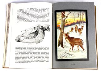 GUSTAWICZ, WYROBEK- ŻYCIE ZWIERZĄT T.1-5 [komplet w 5 wol.], ładny egzemplarz - 18