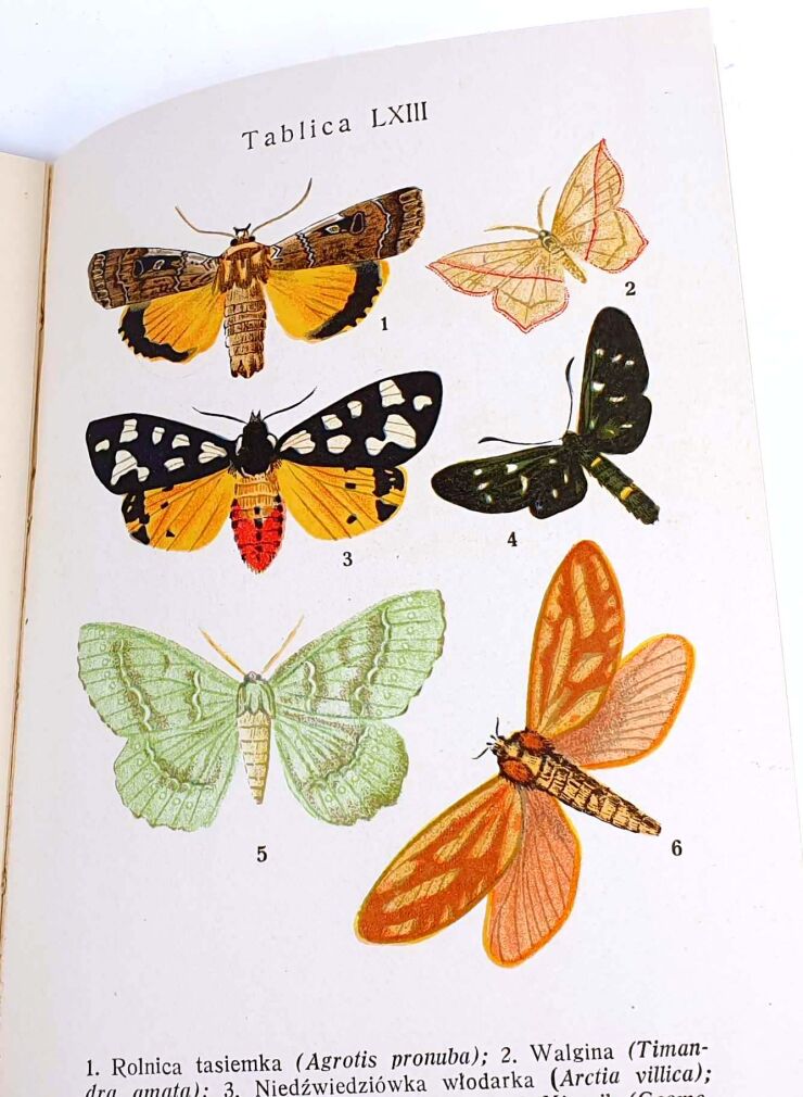 KINEL; KUNTZE- CHRZĄSZCZE I MOTYLE KRAJOWE 1931