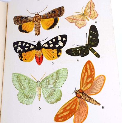 KINEL; KUNTZE- CHRZĄSZCZE I MOTYLE KRAJOWE 1931