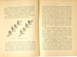JANKOWSKI- SAD PRZY CHACIE wyd. 1930 - 5