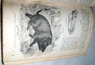 SCHOEDLER- KSIĘGA PRZYRODY 1873r. drzeworyty - 5