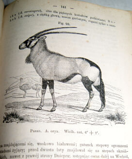 SCHOEDLER- KSIĘGA PRZYRODY 1873r. drzeworyty - 6