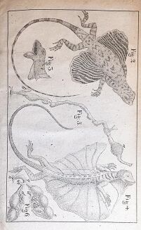 JAROCKI - ZOOLOGIIA czyli zwierzętopismo ogólne T. 1-6. Warszawa 1821-1838 RYCINY - 11