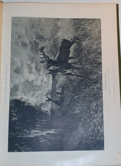 WILD UND HUND. Illustrierte Jagdzeitung. 7. Jahrgang. 1901 - 8