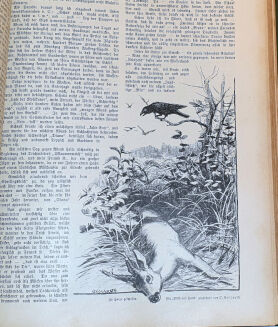 WILD UND HUND. Illustrierte Jagdzeitung. 7. Jahrgang. 1901 - 11