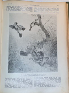 WILD UND HUND. Illustrierte Jagdzeitung. 7. Jahrgang. 1901 - 12