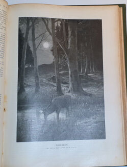 WILD UND HUND. Illustrierte Jagdzeitung. 7. Jahrgang. 1901 - 13