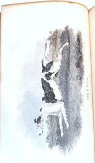 DANIEL - RURAL SPORTS VOL.1 HUNTING wyd. 1812 - 8