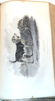 DANIEL - RURAL SPORTS VOL.1 HUNTING wyd. 1812 - 11