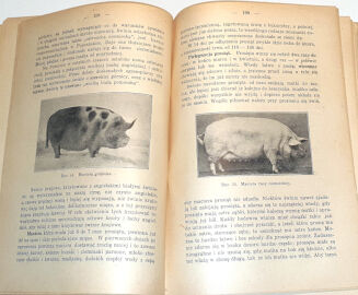 MICZYŃSKI - ROLNIK WZOROWY - 9