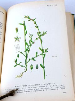 KWAŚNIEWSKA, SKULIMOWSKI, TUMIŁOWICZ- PORADNIK ZBIERACZA ZIÓŁ. Warszawa 1956 - 3