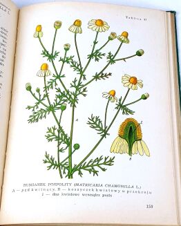 KWAŚNIEWSKA, SKULIMOWSKI, TUMIŁOWICZ- PORADNIK ZBIERACZA ZIÓŁ. Warszawa 1956 - 4