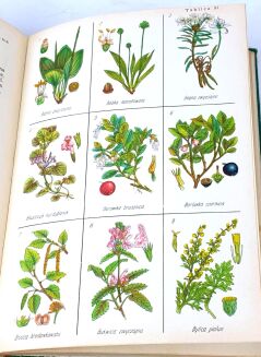 KWAŚNIEWSKA, SKULIMOWSKI, TUMIŁOWICZ- PORADNIK ZBIERACZA ZIÓŁ. Warszawa 1956 - 6