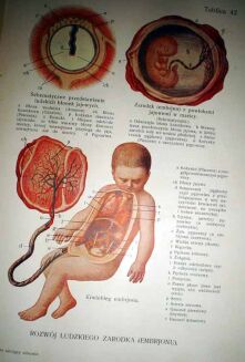 SPRINGER- LEKARZ RATUJĄCY ZDROWIE t. I-II - OPRAWA WYDAWNICZA - 8