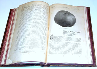 OGRODNICTWO rocznik XVI - 5