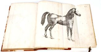 KUROWSKI- WETERYNARYA POPULARNA 1847 ryciny - 5