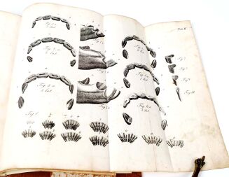 KUROWSKI- WETERYNARYA POPULARNA 1847 ryciny - 6