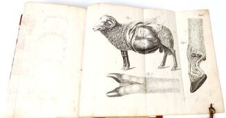 KUROWSKI- WETERYNARYA POPULARNA 1847 ryciny - 7