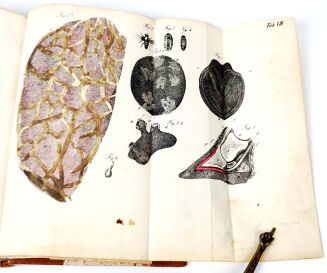 KUROWSKI- WETERYNARYA POPULARNA 1847 ryciny - 9