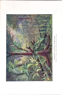 KREMER- WSZECHŚWIAT I CZŁOWIEK wyd. 1905r. t.1-5 [komplet w 5 wol.] setki ilustracji, piękny stan - 13