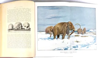 KREMER- WSZECHŚWIAT I CZŁOWIEK wyd. 1905r. t.1-5 [komplet w 5 wol.] setki ilustracji, piękny stan - 26