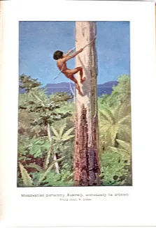 KREMER- WSZECHŚWIAT I CZŁOWIEK wyd. 1905r. t.1-5 [komplet w 5 wol.] setki ilustracji, piękny stan - 28