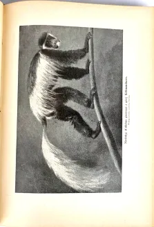 KREMER- WSZECHŚWIAT I CZŁOWIEK wyd. 1905r. t.1-5 [komplet w 5 wol.] setki ilustracji, piękny stan - 29