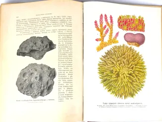 KREMER- WSZECHŚWIAT I CZŁOWIEK wyd. 1905r. t.1-5 [komplet w 5 wol.] setki ilustracji, piękny stan - 34