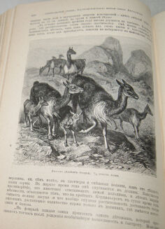 BREHM- ŻYCIE ZWIERZĄT T.I-II [komplet]  1900r. Barwne tablice, ryciny [język rosyjski] - 11