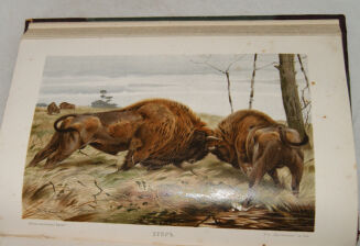 BREHM- ŻYCIE ZWIERZĄT T.I-II [komplet]  1900r. Barwne tablice, ryciny [język rosyjski] - 13