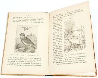 BUCKLEY - ŻYCIE W LESIE W POLU chromolitografie - 8