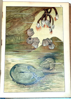 GUSTAWICZ - Z GŁĘBIN WÓD wyd. 1914 barwne chromolitografie - 3