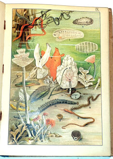 GUSTAWICZ - Z GŁĘBIN WÓD wyd. 1914 barwne chromolitografie - 7