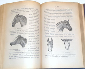 GRAFF- HODOWLA ZWIERZĄT  t.1 wyd. 1886 hodowla koni, ryciny - 5