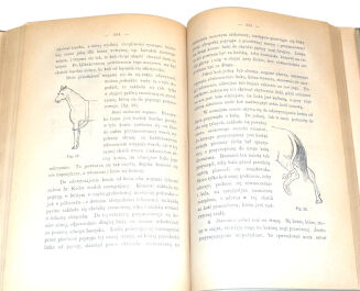 GRAFF- HODOWLA ZWIERZĄT  t.1 wyd. 1886 hodowla koni, ryciny - 7
