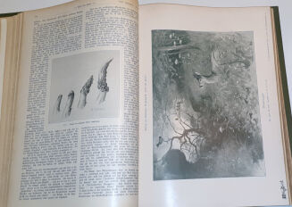 WILD UND HUND. Illustrierte Jagdzeitung 8. Jahrgang. 1902 - 9
