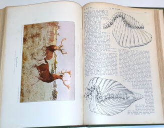 WILD UND HUND. Illustrierte Jagdzeitung 8. Jahrgang. 1902 - 12