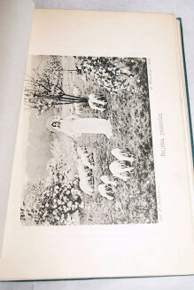 GAWALEWICZ; STACHIEWICZ- KRÓLOWA NIEBIOS wyd. 1903 - 8