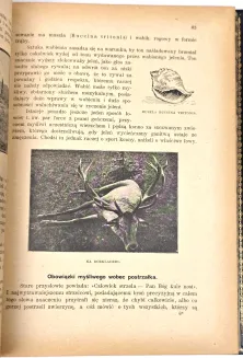 KRAWCZYŃSKI- ŁOWIECTWO Przewodnik dla leśników zawodowych i amatorów myśliwych 1924, oprawa luksusowa skóra - 7