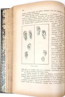KRAWCZYŃSKI- ŁOWIECTWO Przewodnik dla leśników zawodowych i amatorów myśliwych 1924, oprawa luksusowa skóra - 9