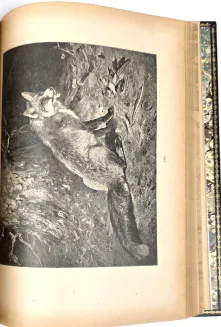 KRAWCZYŃSKI- ŁOWIECTWO Przewodnik dla leśników zawodowych i amatorów myśliwych 1924, oprawa luksusowa skóra - 10