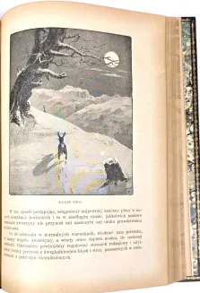 KRAWCZYŃSKI- ŁOWIECTWO Przewodnik dla leśników zawodowych i amatorów myśliwych 1924, oprawa luksusowa skóra - 12